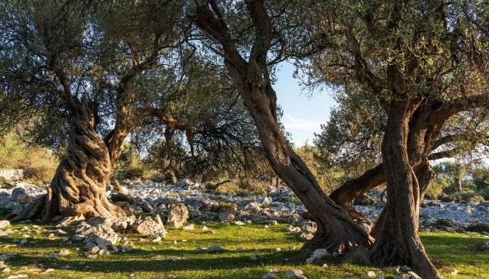 Olive trees in Istria