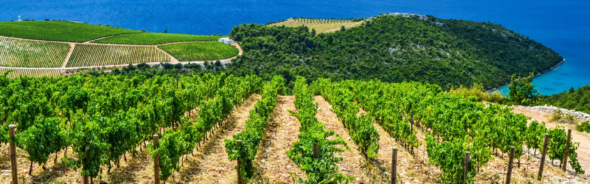 Croatia-Vineyard-Blog-Banner