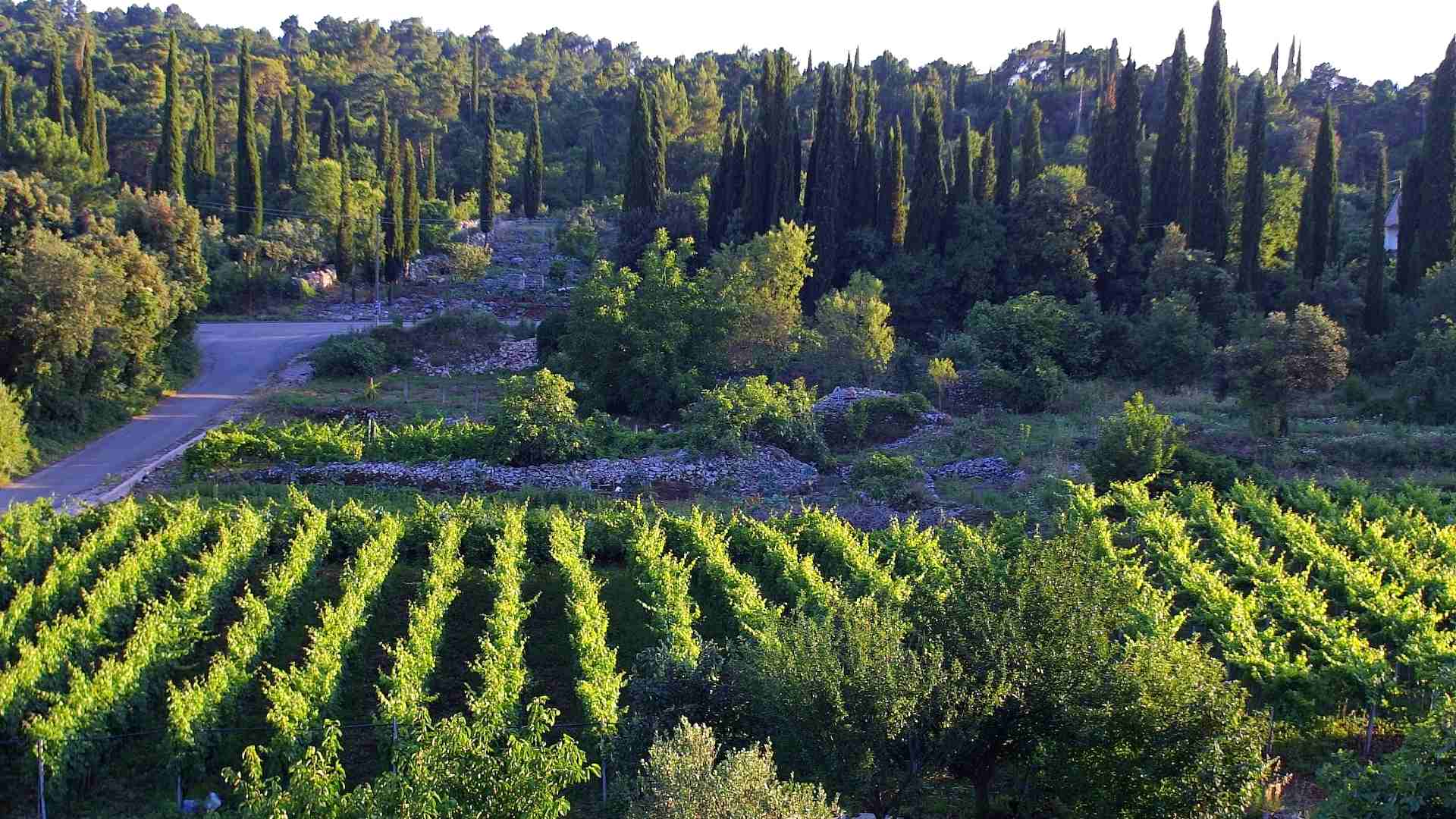 Crvik-Winery-1920x1080-1