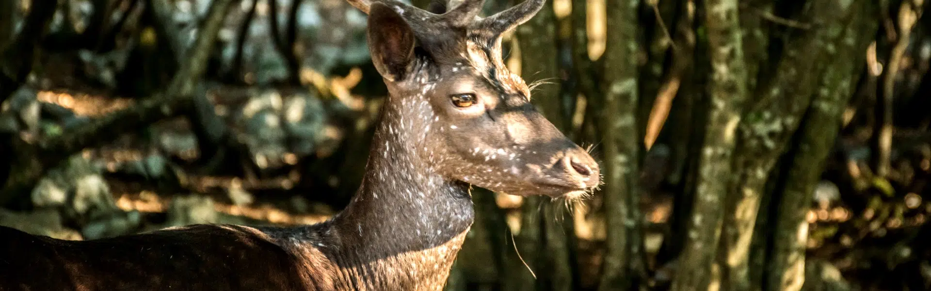 Deer-Croatia-Blog-Banner