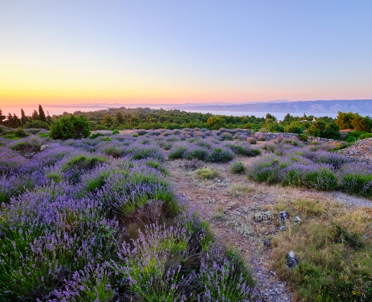 Hvar-Blog-Section-Image-2 (1)