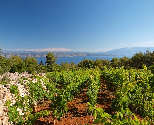 Hvar-Vineyard-Blog-Section-Image