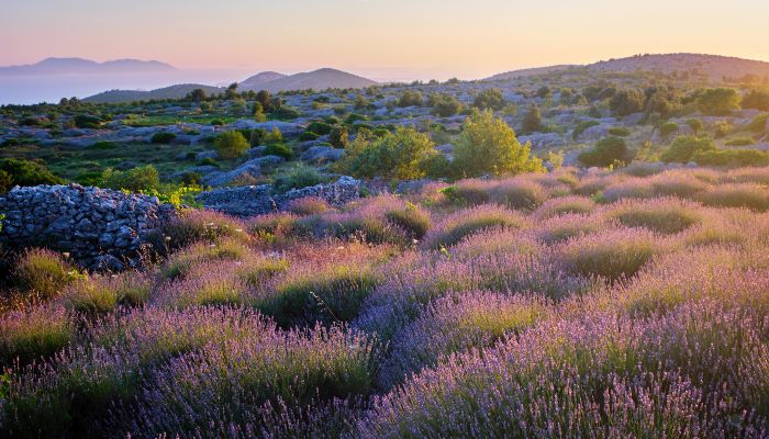 Lavender-Fields-Hvar-1