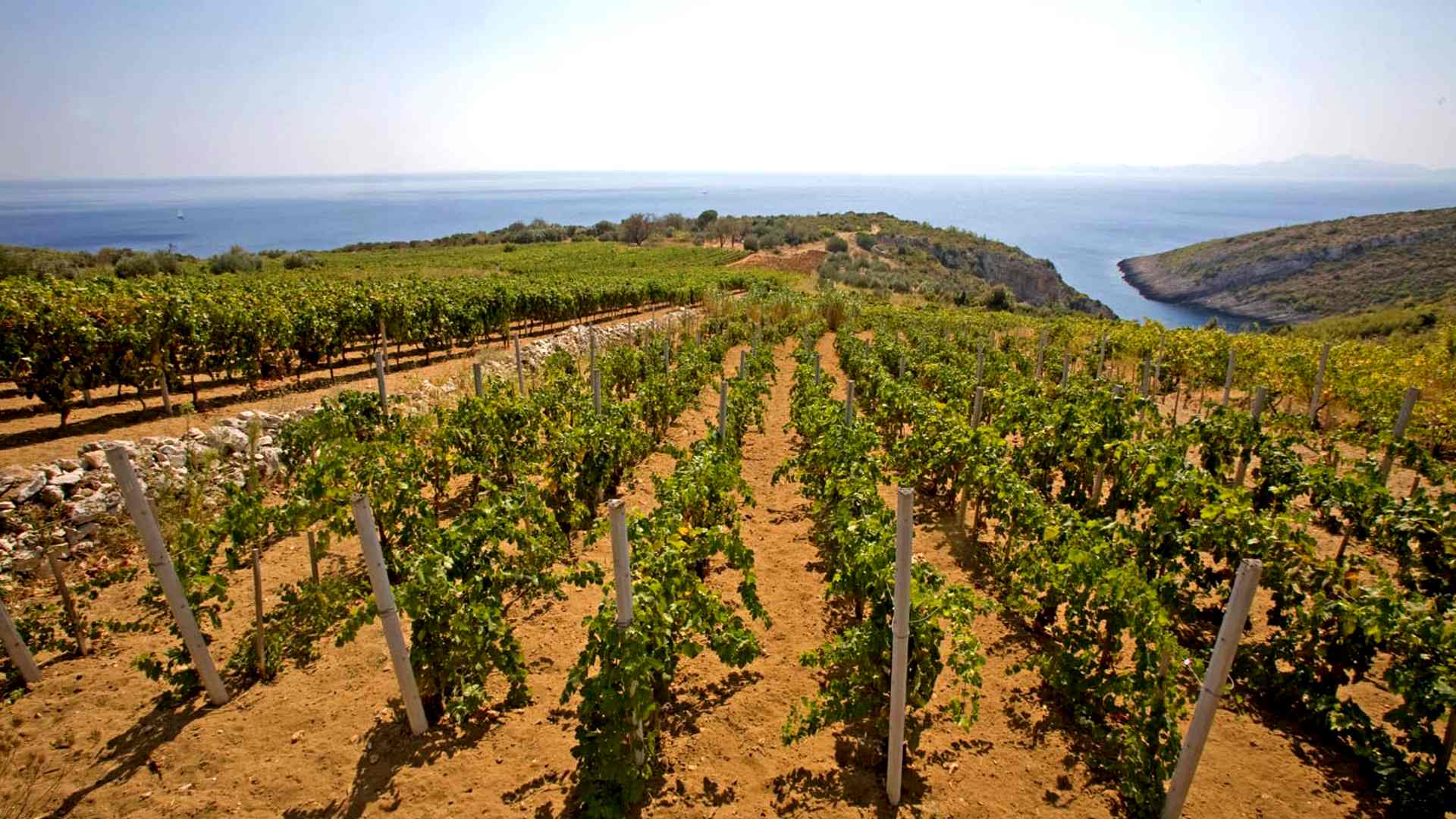 Merga-Victa-Vineyards-1920x1080-1