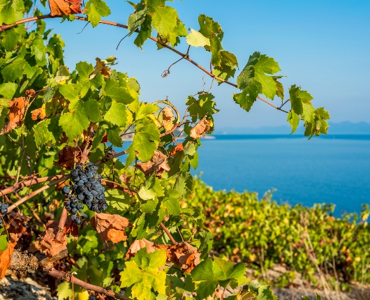 Peljesac-Peninsula-Vineyards-Blog-Section-Image