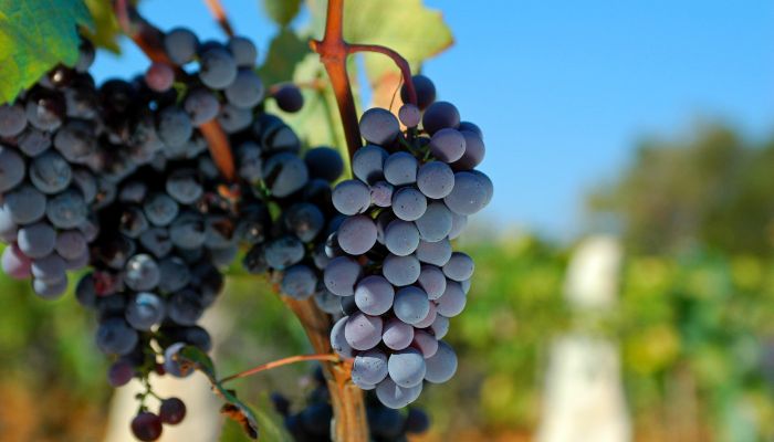 Red-Grapes-Croatia-3