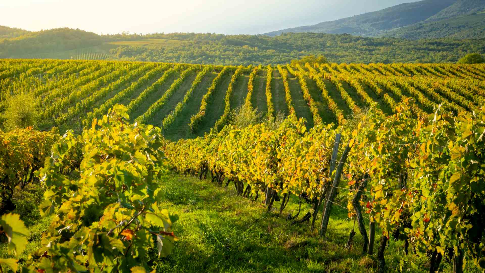 Tomaz-Winery-1920x1080-1