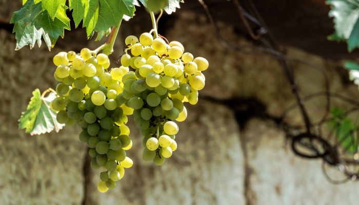 White-Grapes-Croatia-1