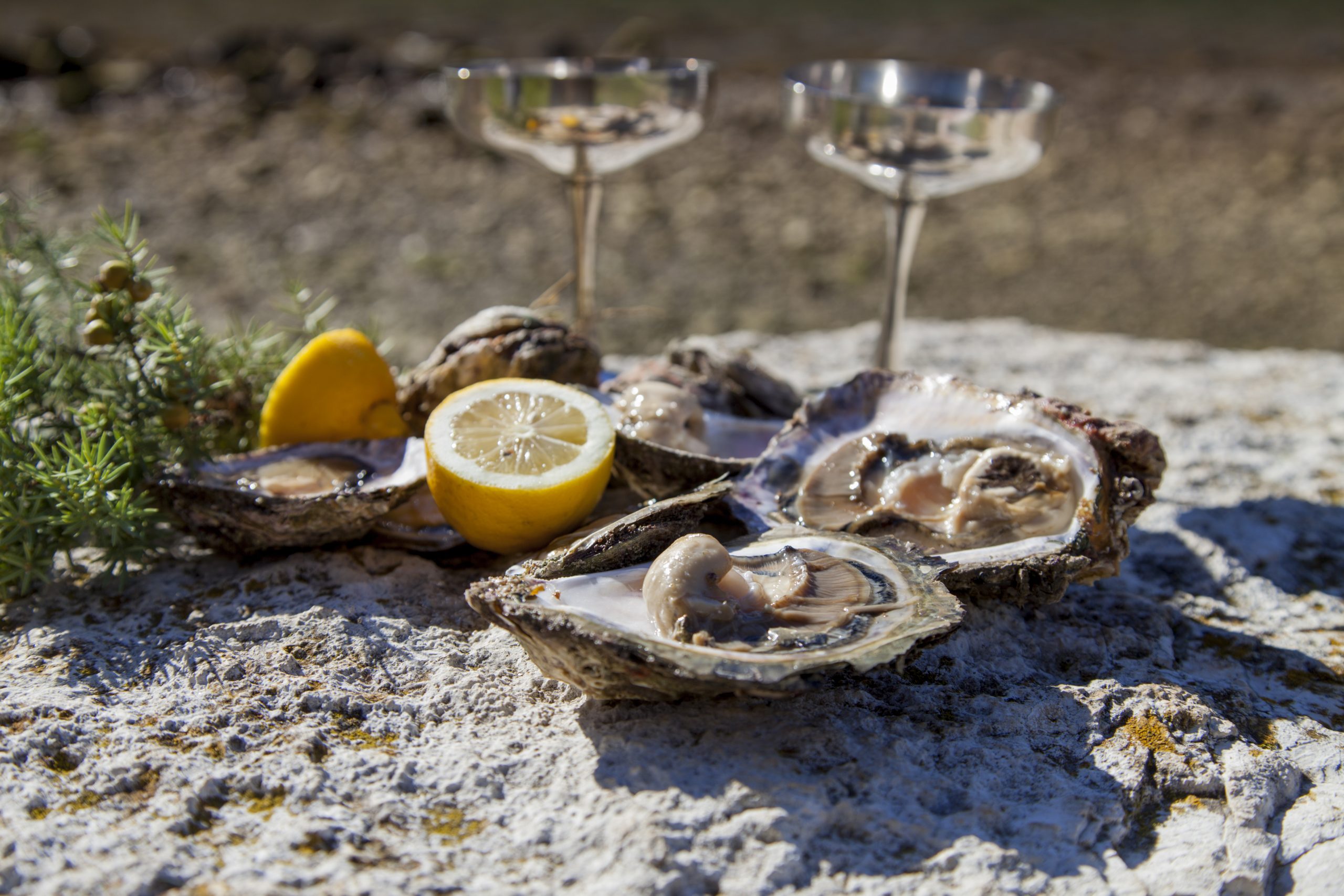 Oysters