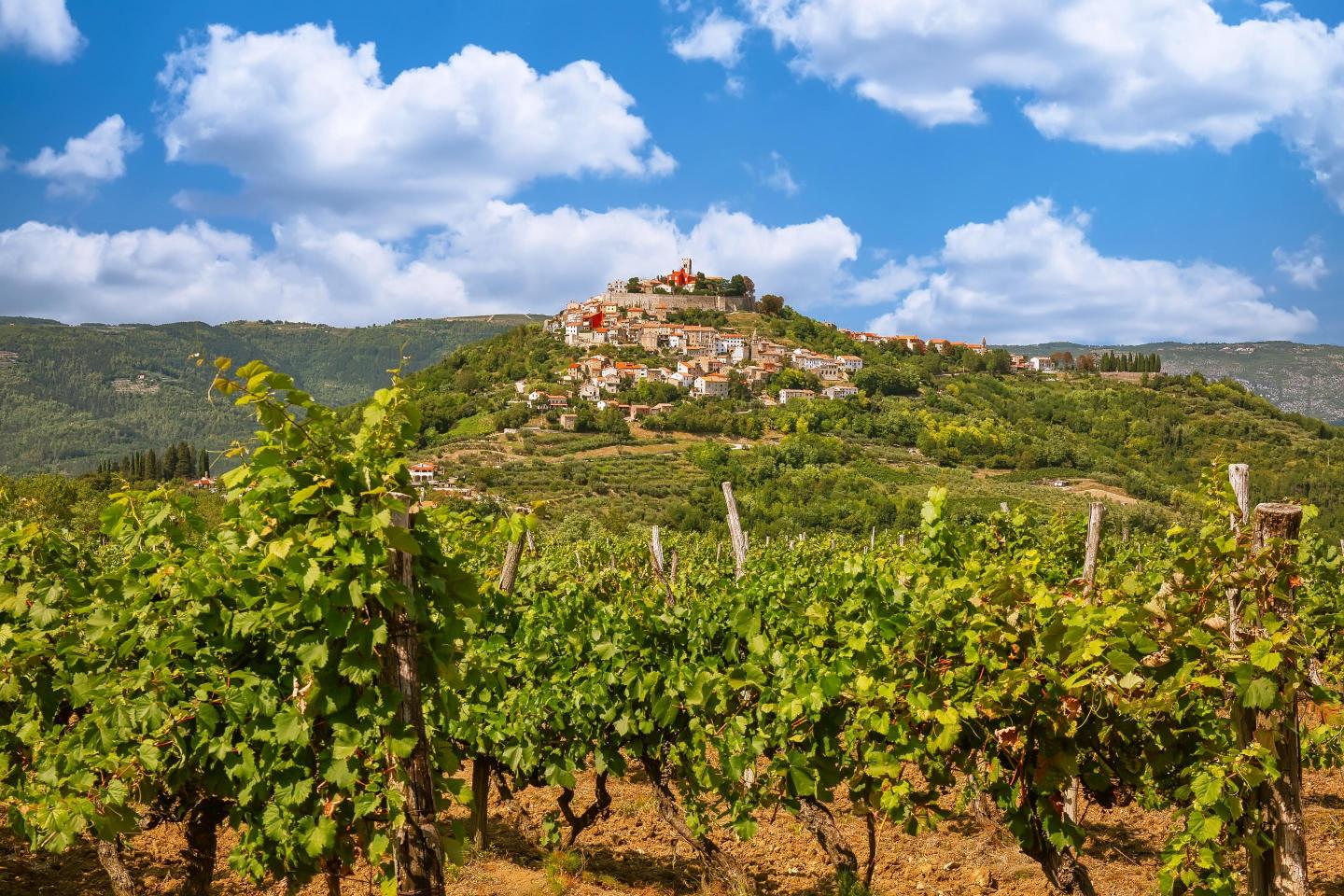 Motovun with Vineyards